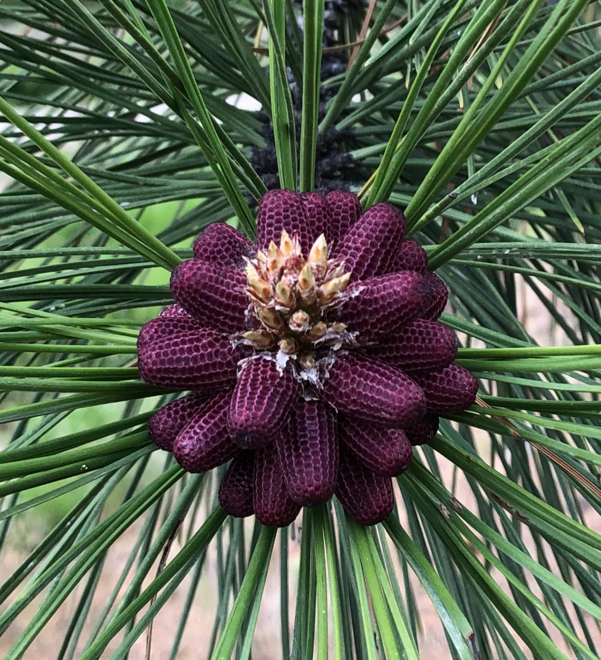 Wild Ponderosa Pine Pollen Tincture 1:6 - Certified Organic (100mL-3.4 fl oz)