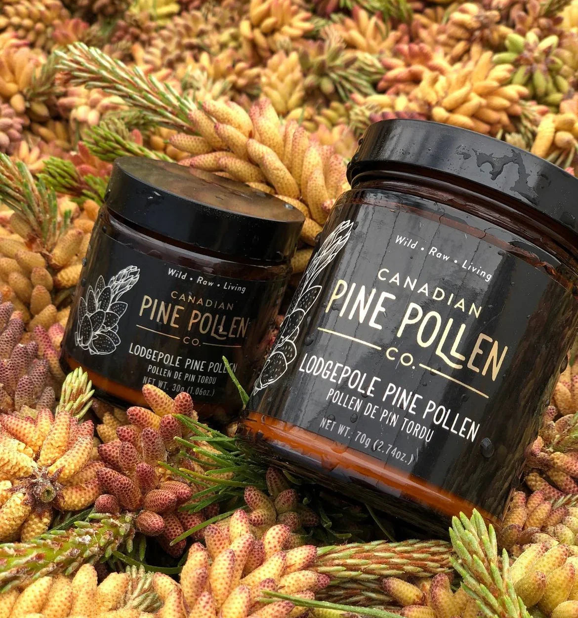 Canadian Pine Pollen