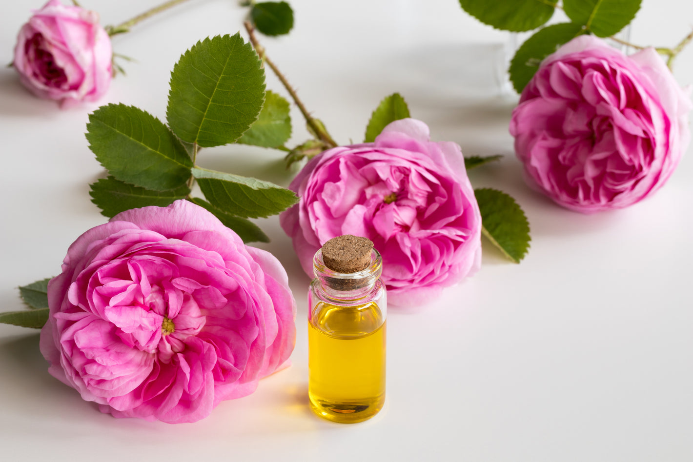 Rose Absolute face tonic ingredient - rose essential oil