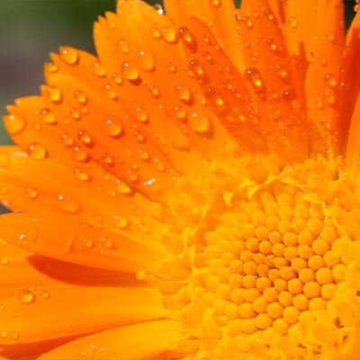 Skin soothing ingredient in natural face cream
