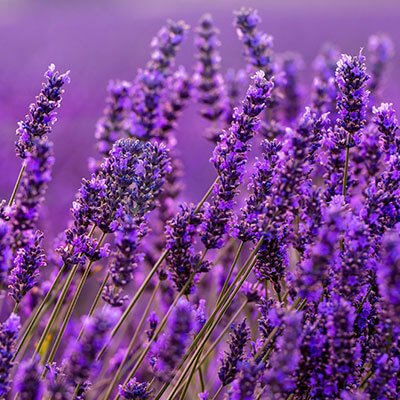 Lavender face tonic ingredient 