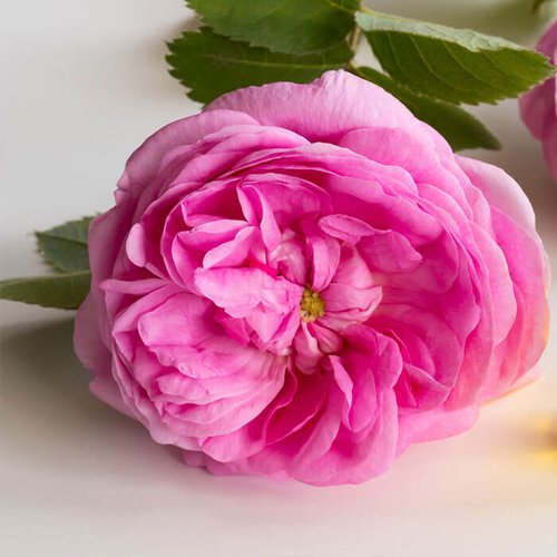 Face tonic ingredient - rosewater
