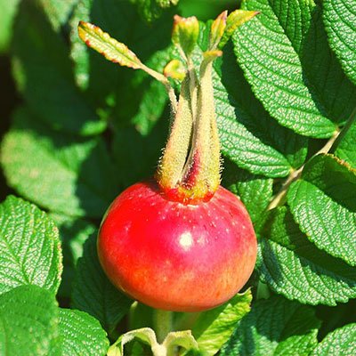 Skin nourishing ingredient in face food cream