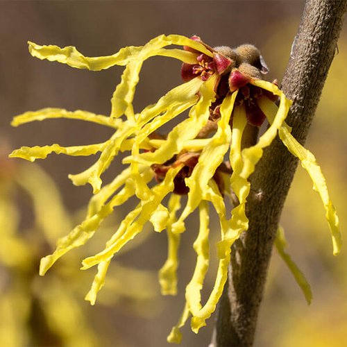 Face tonic ingredient - witch hazel